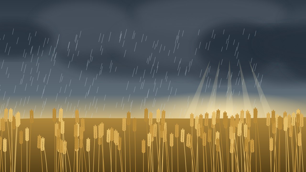 Wheat field with rain